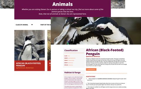 two web pages, one showing a penguin in a list of animals and another showing the African (Black-Footed) Penguin detail page with a picture of two penguins, a description, adaptations, and classification. Habitat and range section is a paragraph with no link to the penguin's habitat.