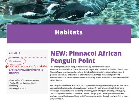 The penguin habitat detail page with a picture of penguins swimming, the name of the habitat Pinnacol African Penguin Point, a description, and a link to the African Penguin animal that links back to the habitat page, not the animal detail page