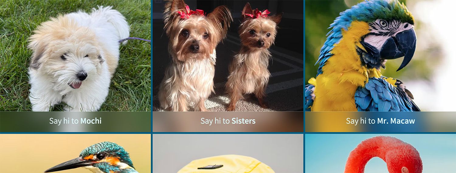Image gallery grid with pictures of dogs and birds.
