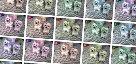 repeated grid of the same dog picture in different colors