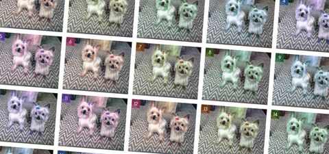 repeated grid of the same dog picture in different colors