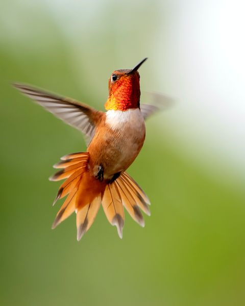 An orange hummingbird flying in the air